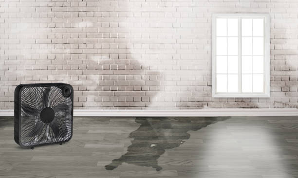 Best Carpet water damage restoration  in Boiling Springs, SC
